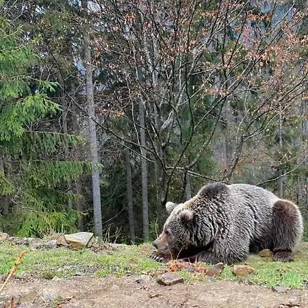 кичера Vakantiehuis